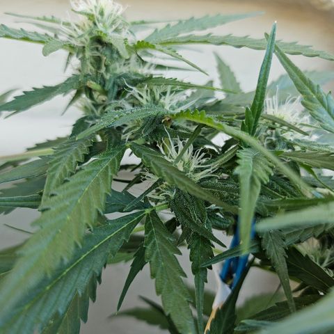 Her majesty growlog timeline photo