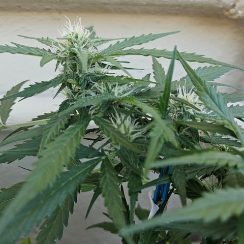 Her majesty growlog timeline photo