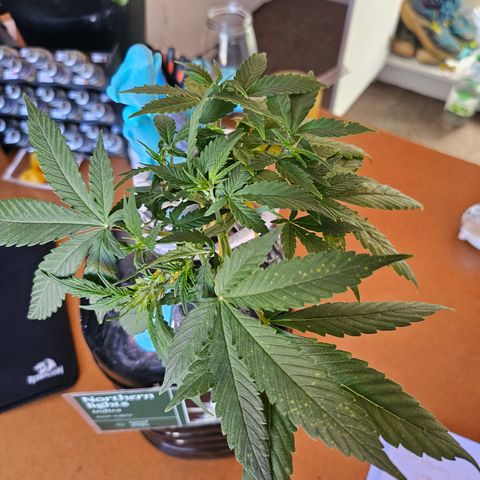 Nancy growlog photo: Trying to work out the brown dots 