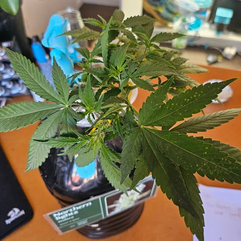 Nancy growlog photo: Trying to work out the brown dots 