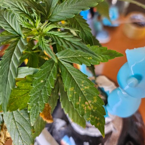 Nancy growlog photo: Trying to work out the brown dots 