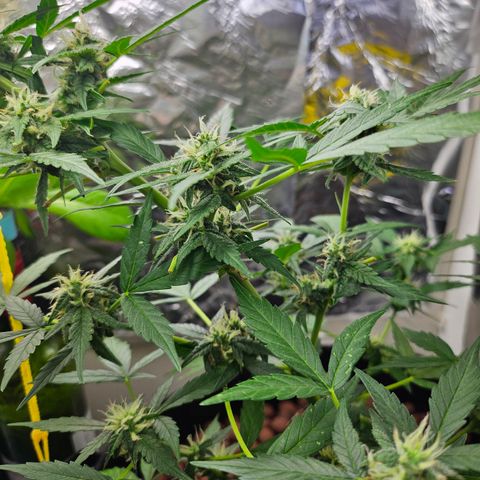 Her majesty growlog timeline photo