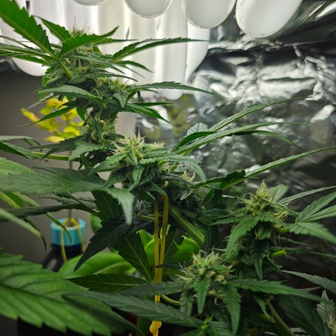 Her majesty growlog timeline photo