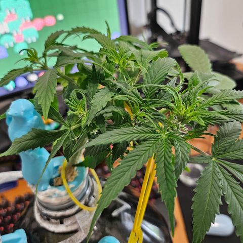 Nancy growlog timeline photo
