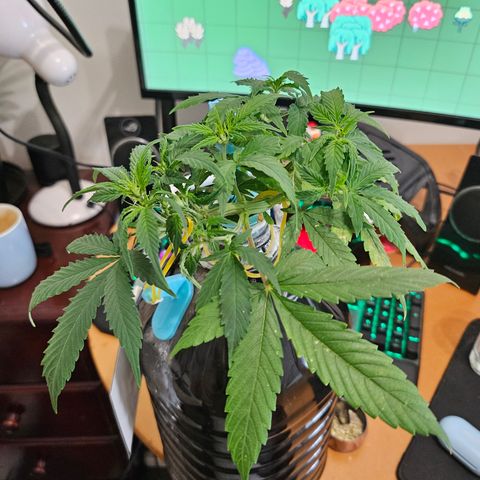 Nancy growlog timeline photo