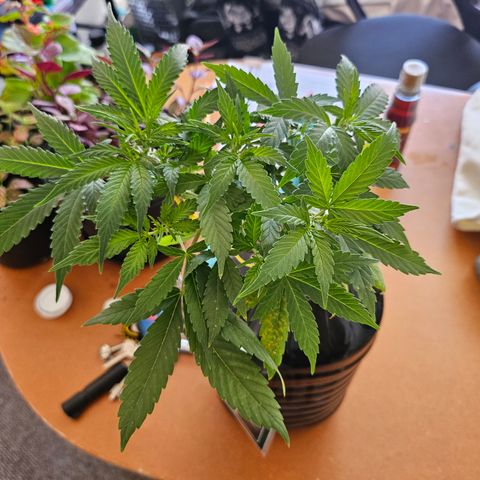 Nancy growlog timeline photo