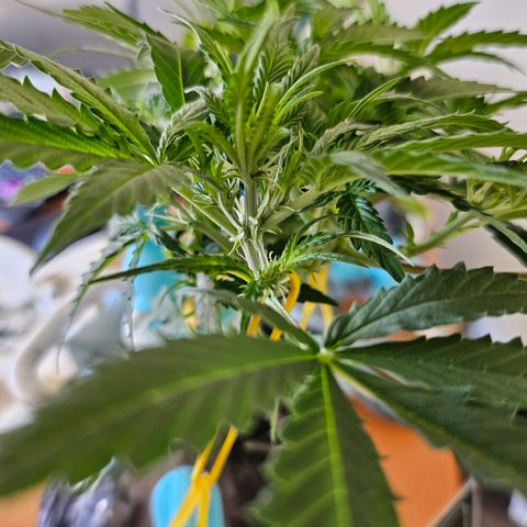 Nancy growlog photo: Preflower stretch is going strong, the cal mag seemed to help a bunch too