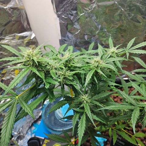 Beedee growlog timeline photo