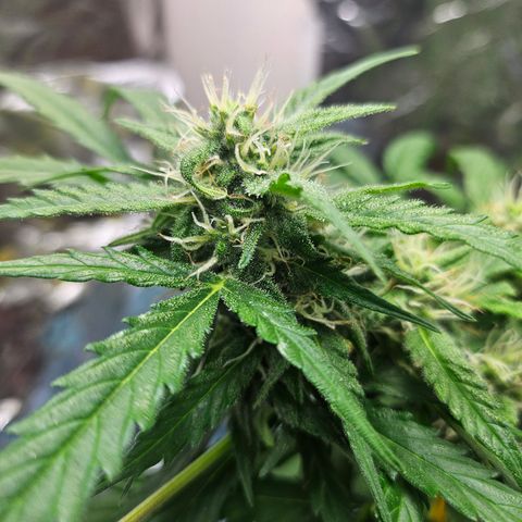 Beedee growlog timeline photo