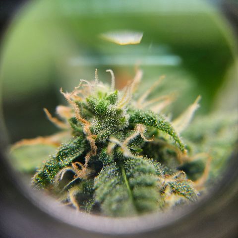 Her majesty growlog timeline photo