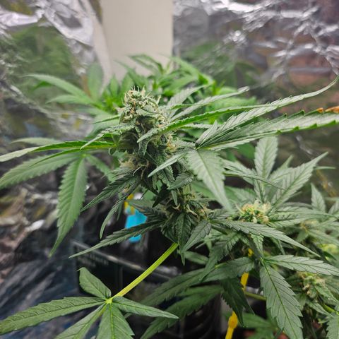 Her majesty growlog timeline photo