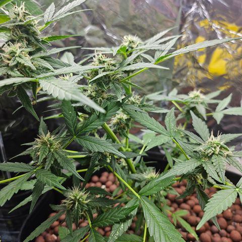 Her majesty growlog timeline photo