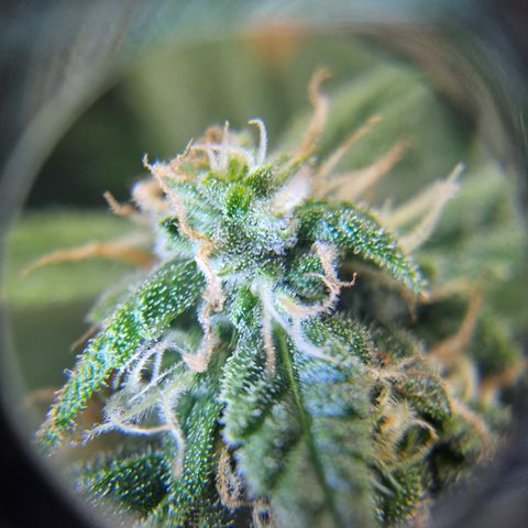 Her majesty growlog timeline photo