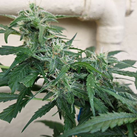 Beedee growlog timeline photo
