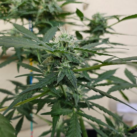 Beedee growlog timeline photo