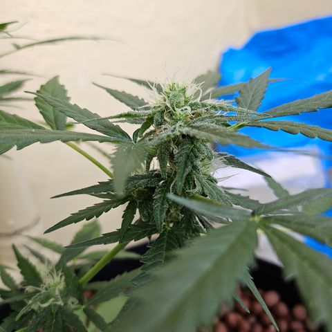 Beedee growlog timeline photo