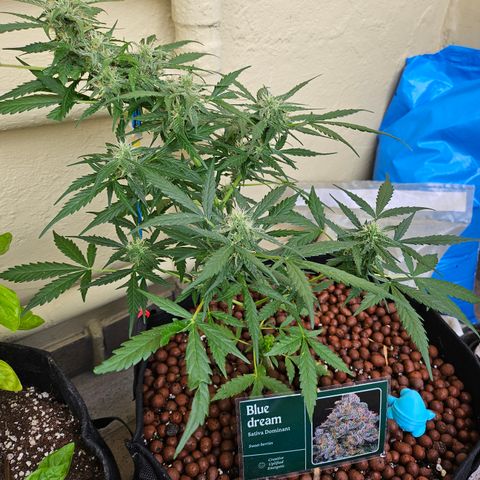 Beedee growlog timeline photo