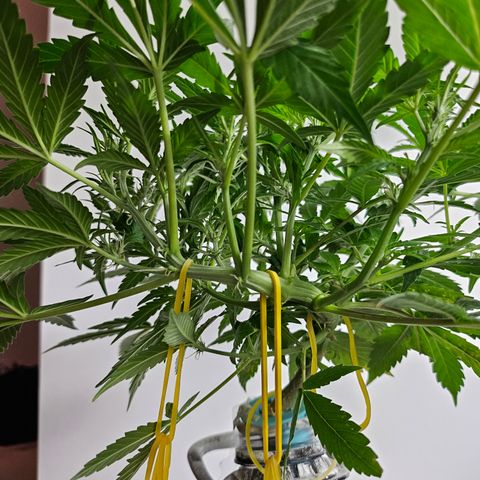 Nancy growlog timeline photo