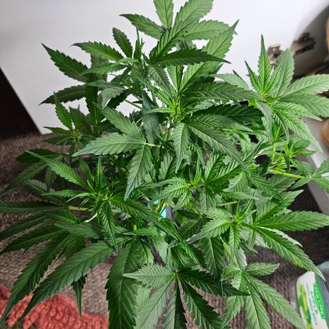 Nancy growlog timeline photo