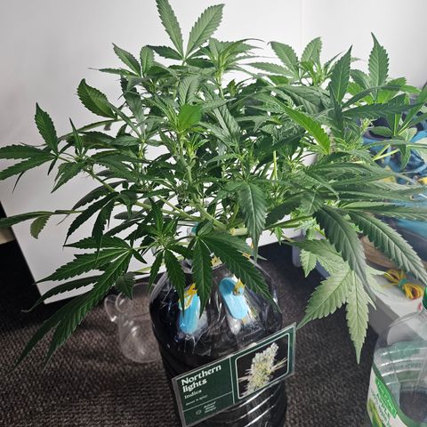 Nancy growlog timeline photo