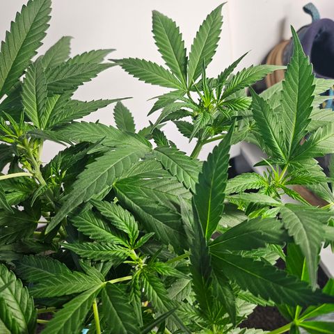 Nancy growlog photo: She's stretching like crazy