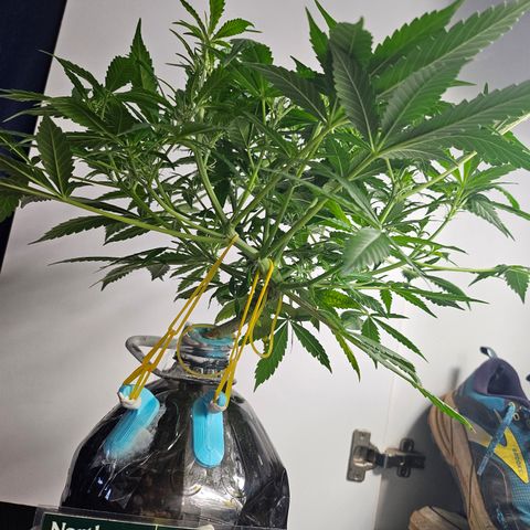 Nancy growlog photo: She's stretching like crazy