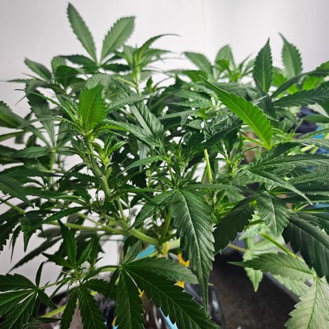 Nancy growlog photo: She's stretching like crazy
