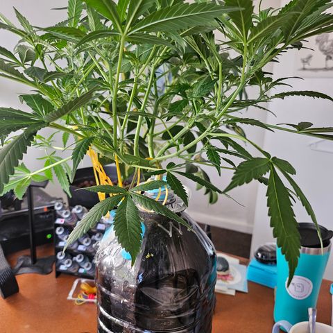 Nancy growlog photo: Light lollipopping