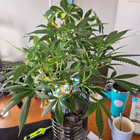 Nancy growlog photo: Light lollipopping