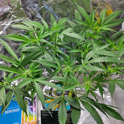 Nancy growlog timeline photo