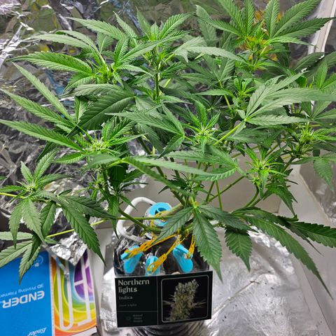 Nancy growlog timeline photo