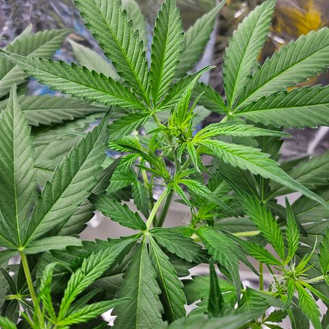 Nancy growlog timeline photo