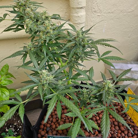 Beedee growlog timeline photo