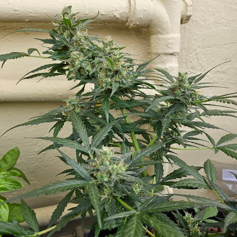 Beedee growlog timeline photo