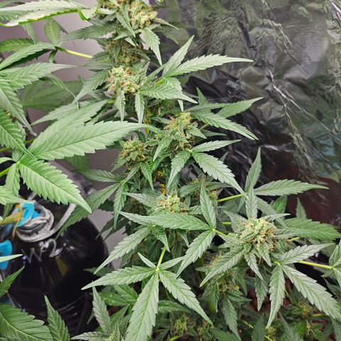 Her majesty growlog timeline photo