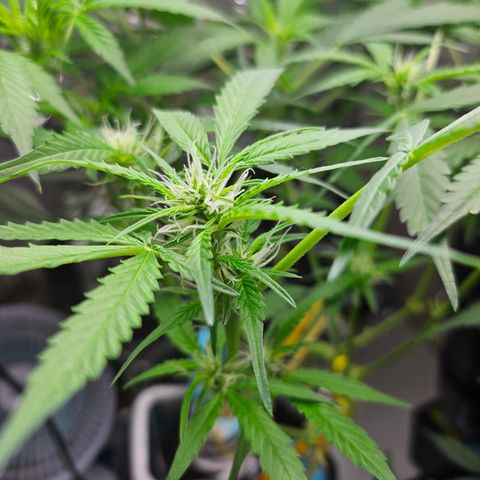 Nancy growlog timeline photo