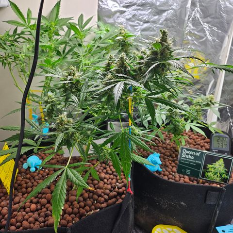 Beedee growlog photo: Sleeping inside tonight and tomorrow to hide from the repair man 