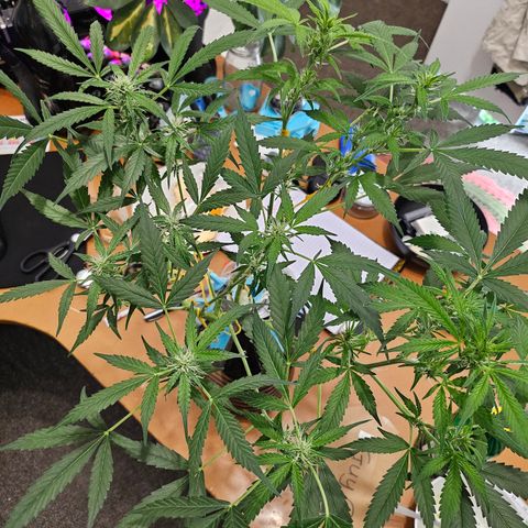 Nancy growlog timeline photo