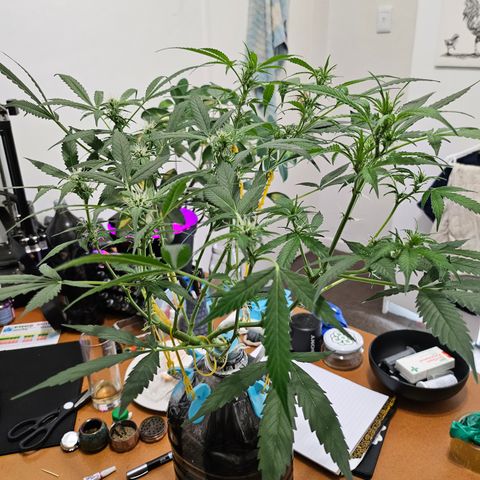 Nancy growlog photo: Drinking a ton and stretching more than I had planned 