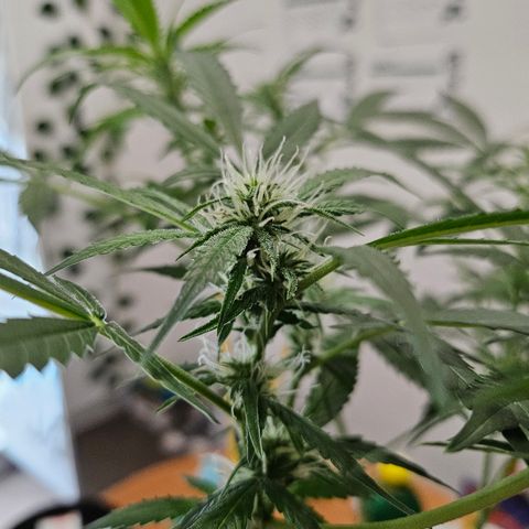 Nancy growlog photo: Drinking a ton and stretching more than I had planned 