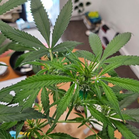 Nancy growlog photo: Drinking a ton and stretching more than I had planned 