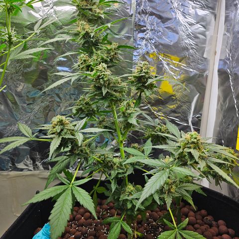 Her majesty growlog timeline photo