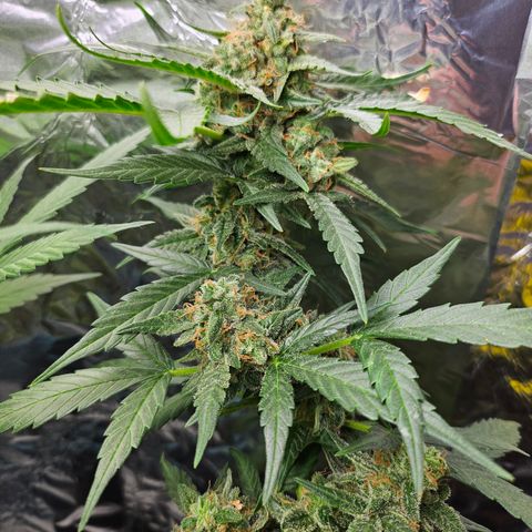 Her majesty growlog photo: All pistils brown, a tiny percent of the trichomes are going amber, gonna leave her in the herb Closet for the rest of the week and then 🪓