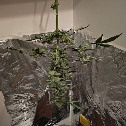 Her majesty growlog timeline photo