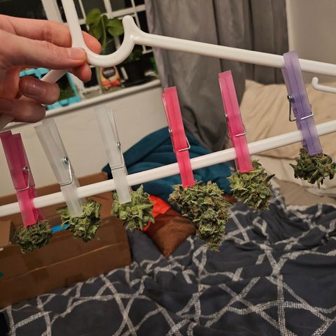 Her majesty growlog timeline photo