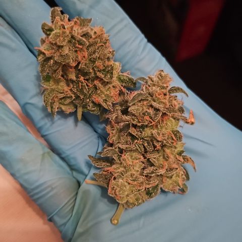 Her majesty growlog timeline photo
