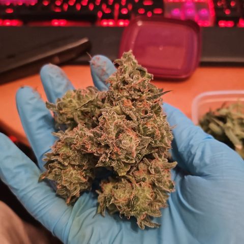 Her majesty growlog timeline photo
