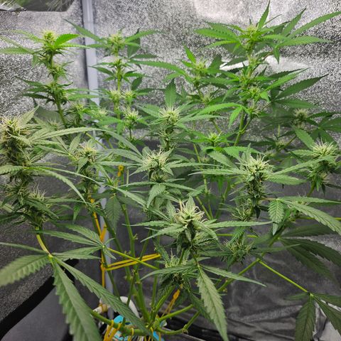 Nancy growlog timeline photo