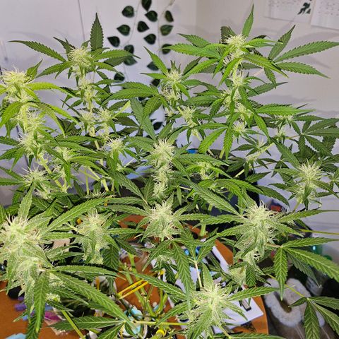 Nancy growlog timeline photo