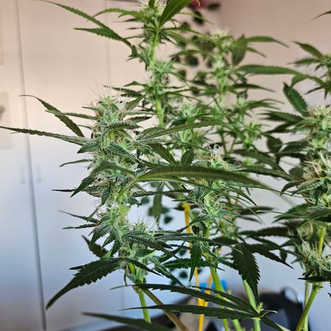 Nancy growlog timeline photo